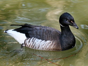 Brant_(Branta_bernicla)_RWD3