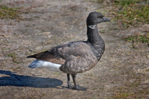 Brent_Goose