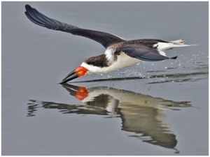 skimmer1