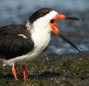 skimmer2