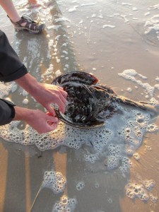 HorseshowCrabs