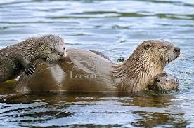 otter1